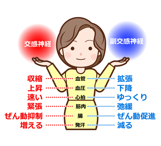 交感神経と副交感神経