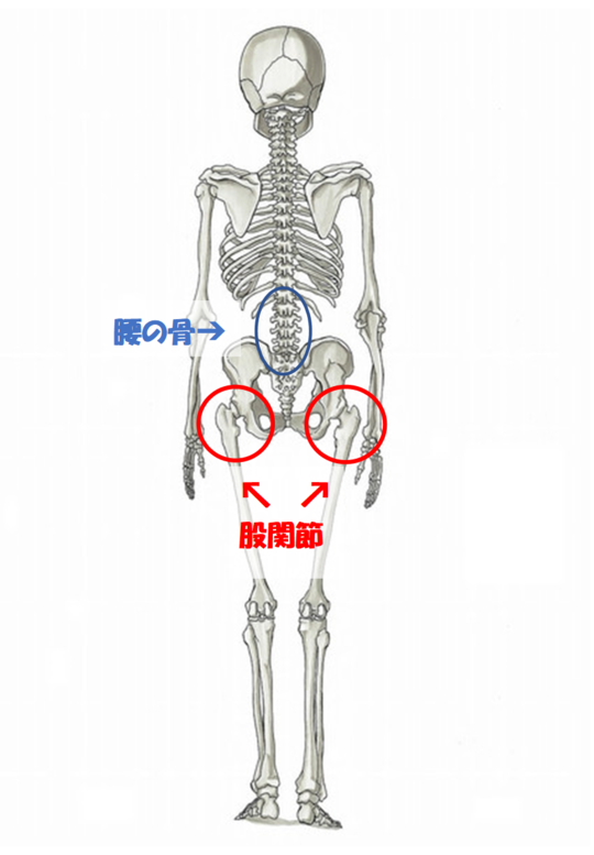 腰痛と股関節の関係性について解説します - 相模原市・座間市で腰痛に