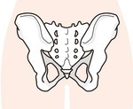 骨盤の絵