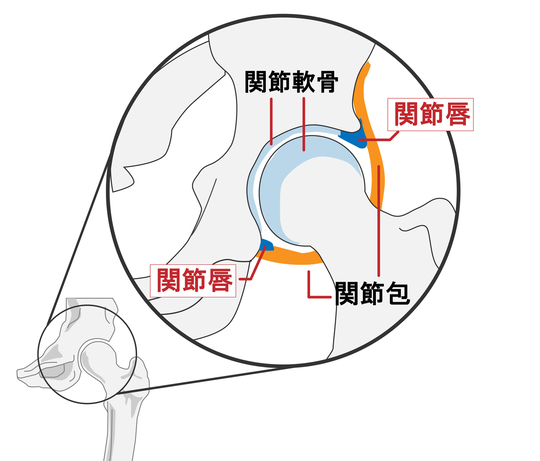 股関節図解